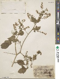 Image of Serjania brachystachya