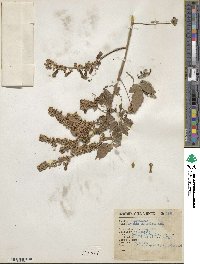 Serjania paniculata image