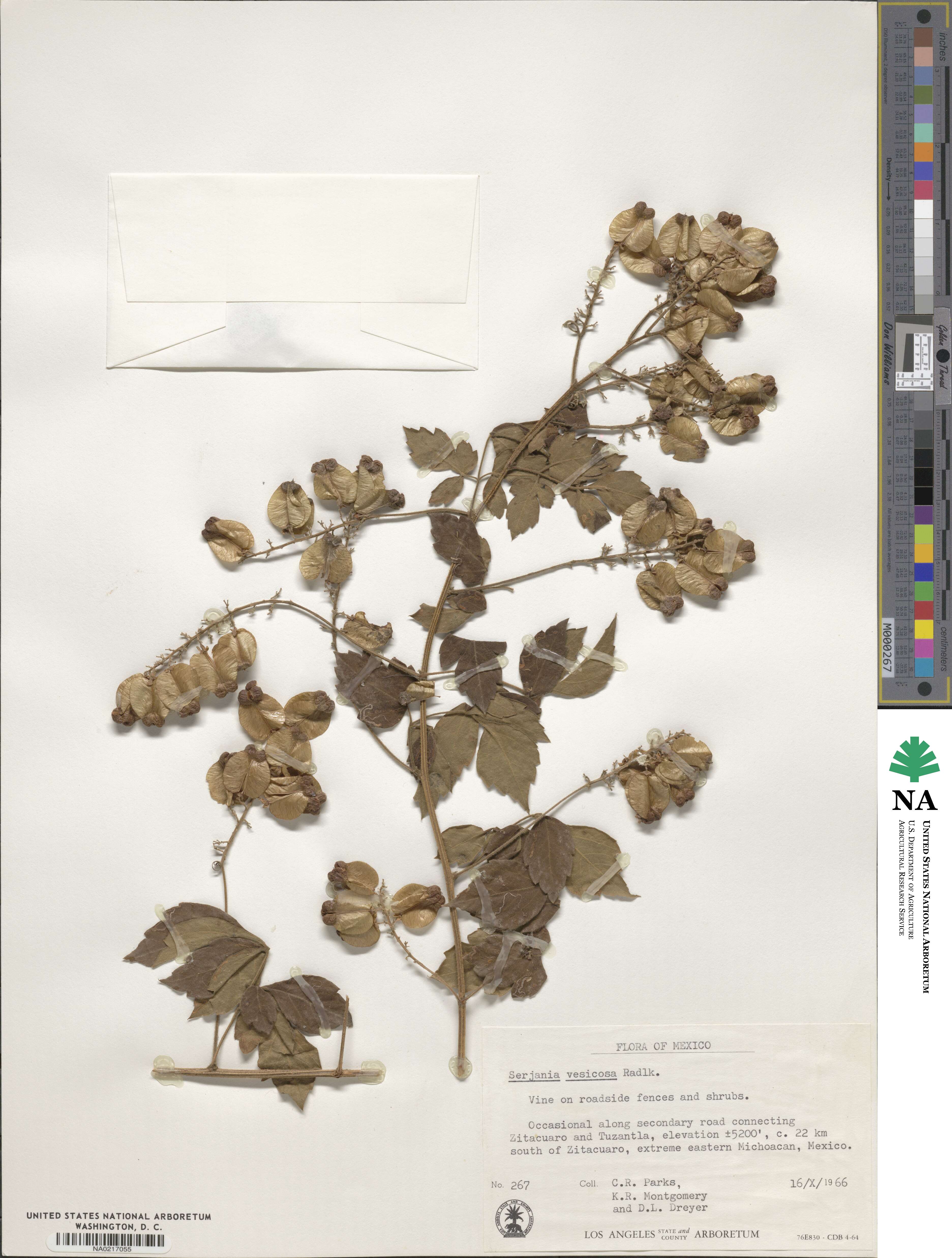 Serjania vesicosa image
