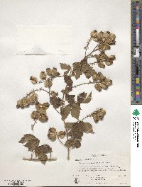 Image of Serjania vesicosa