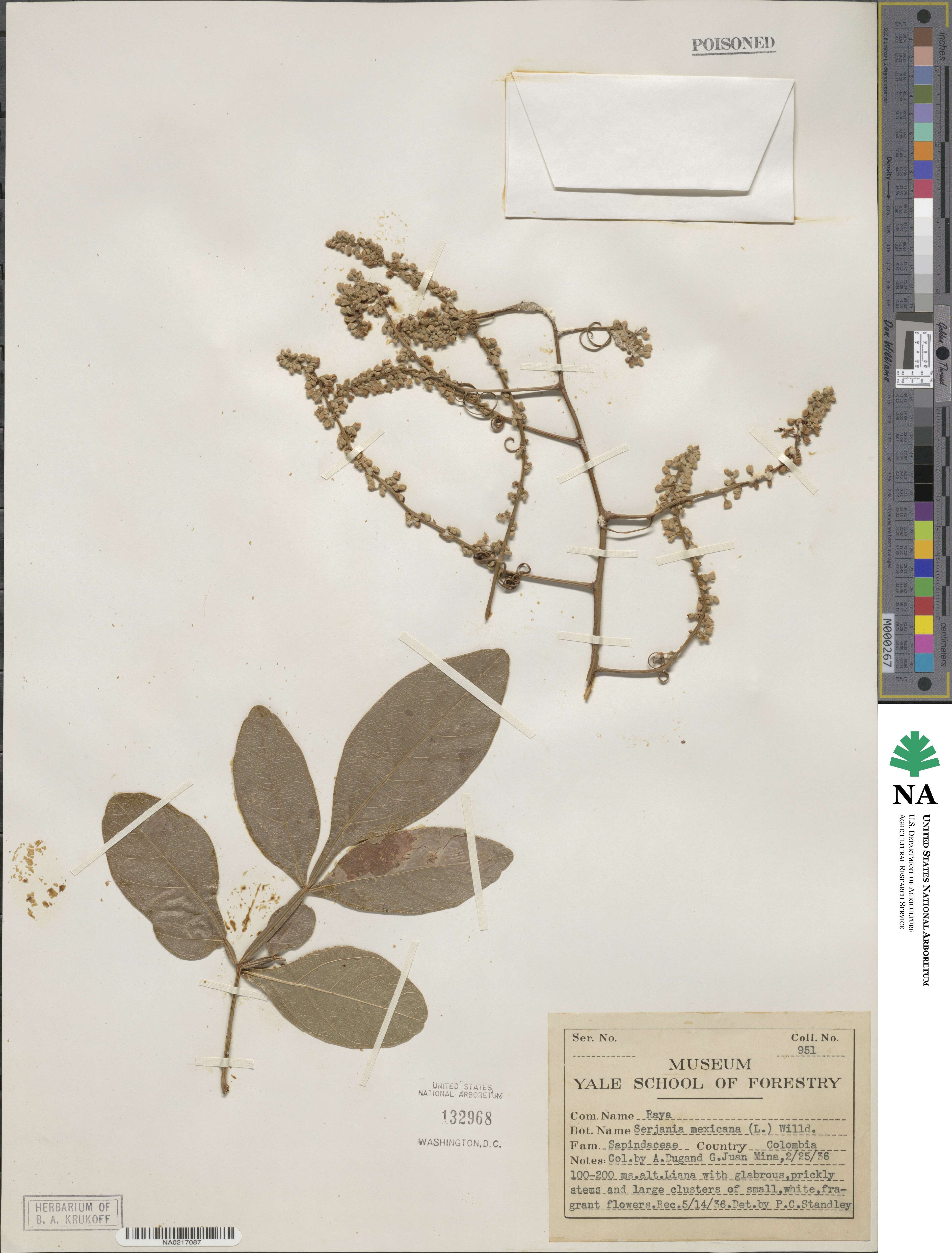 Serjania mexicana image