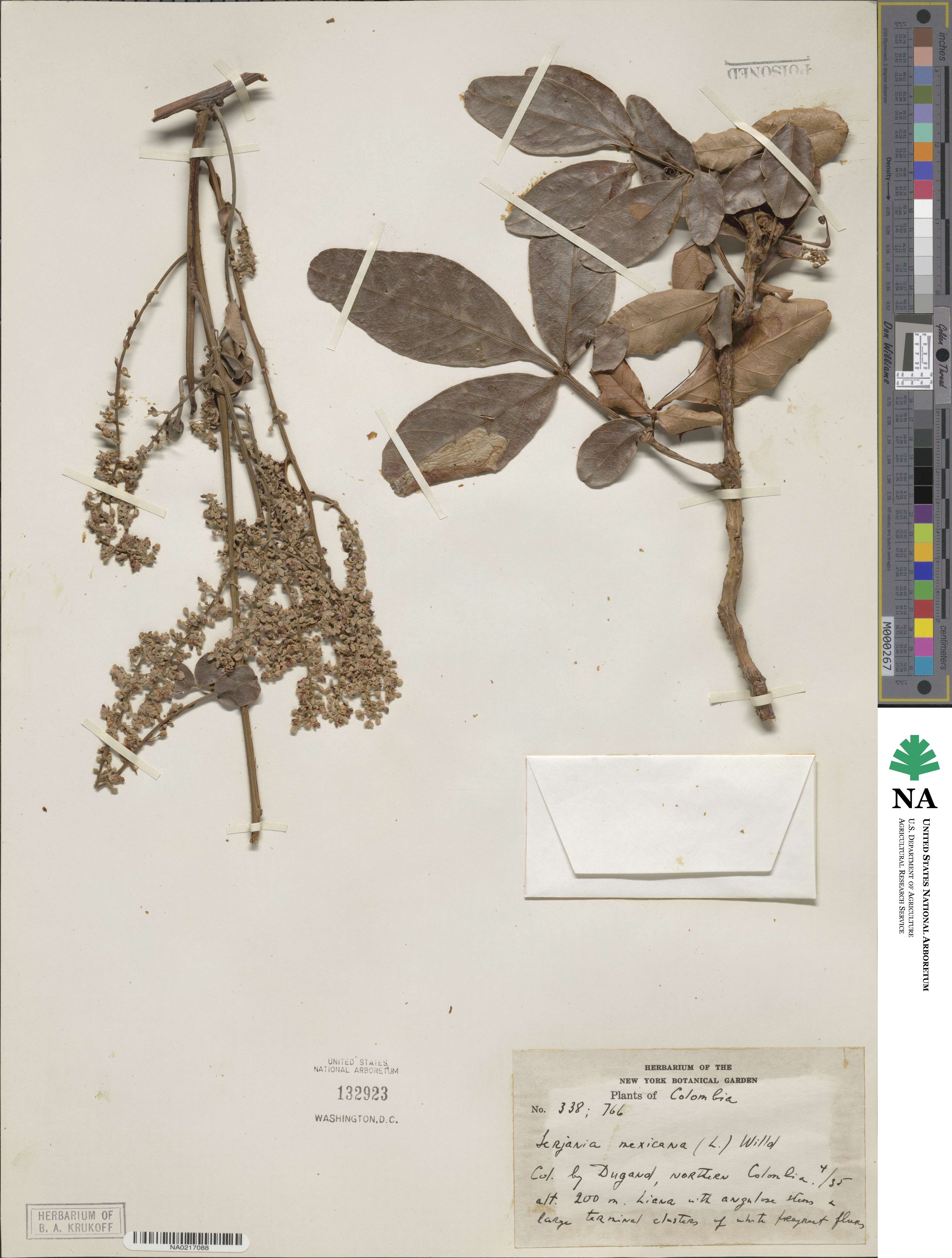 Serjania mexicana image