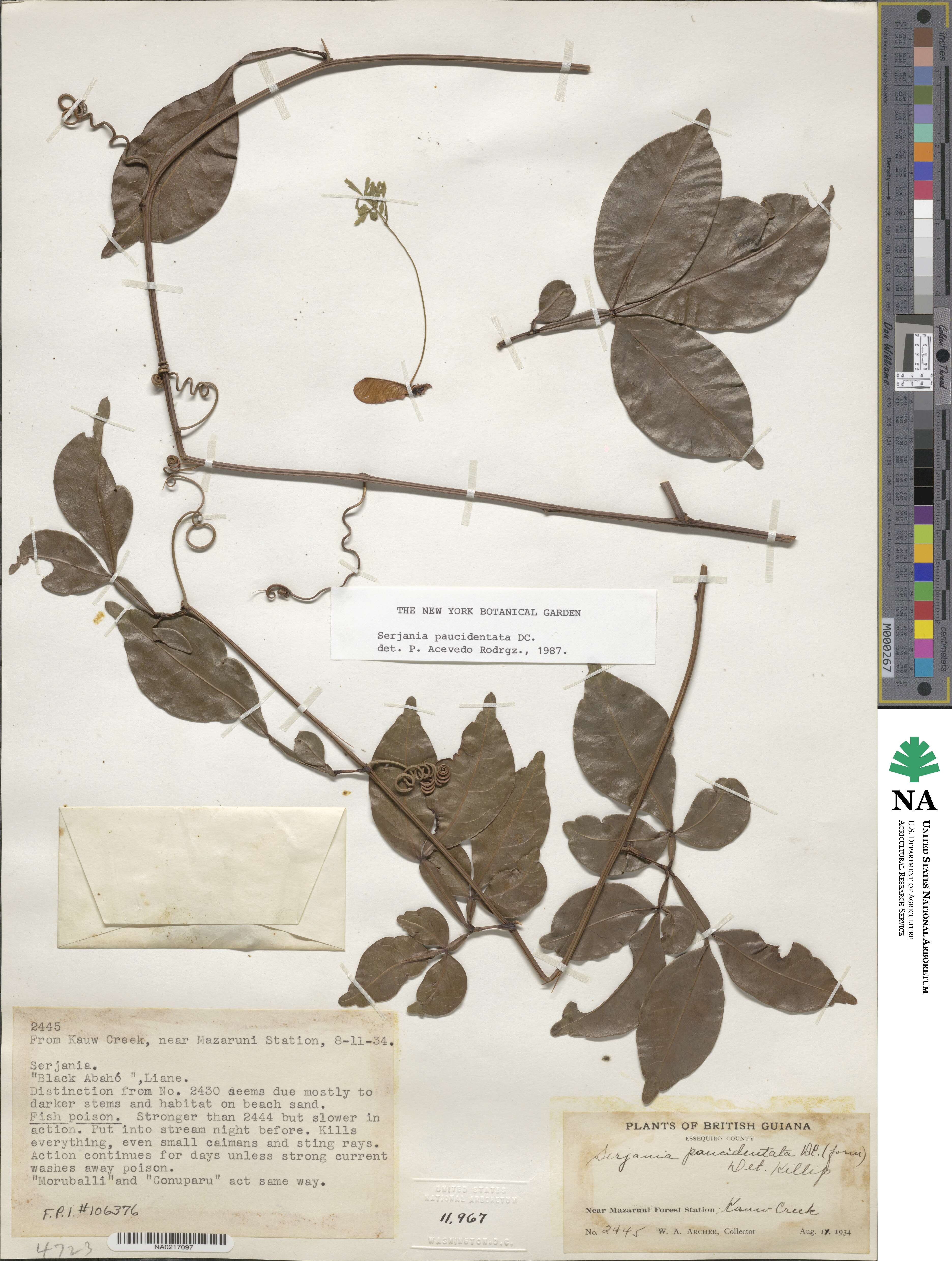Serjania paucidentata image