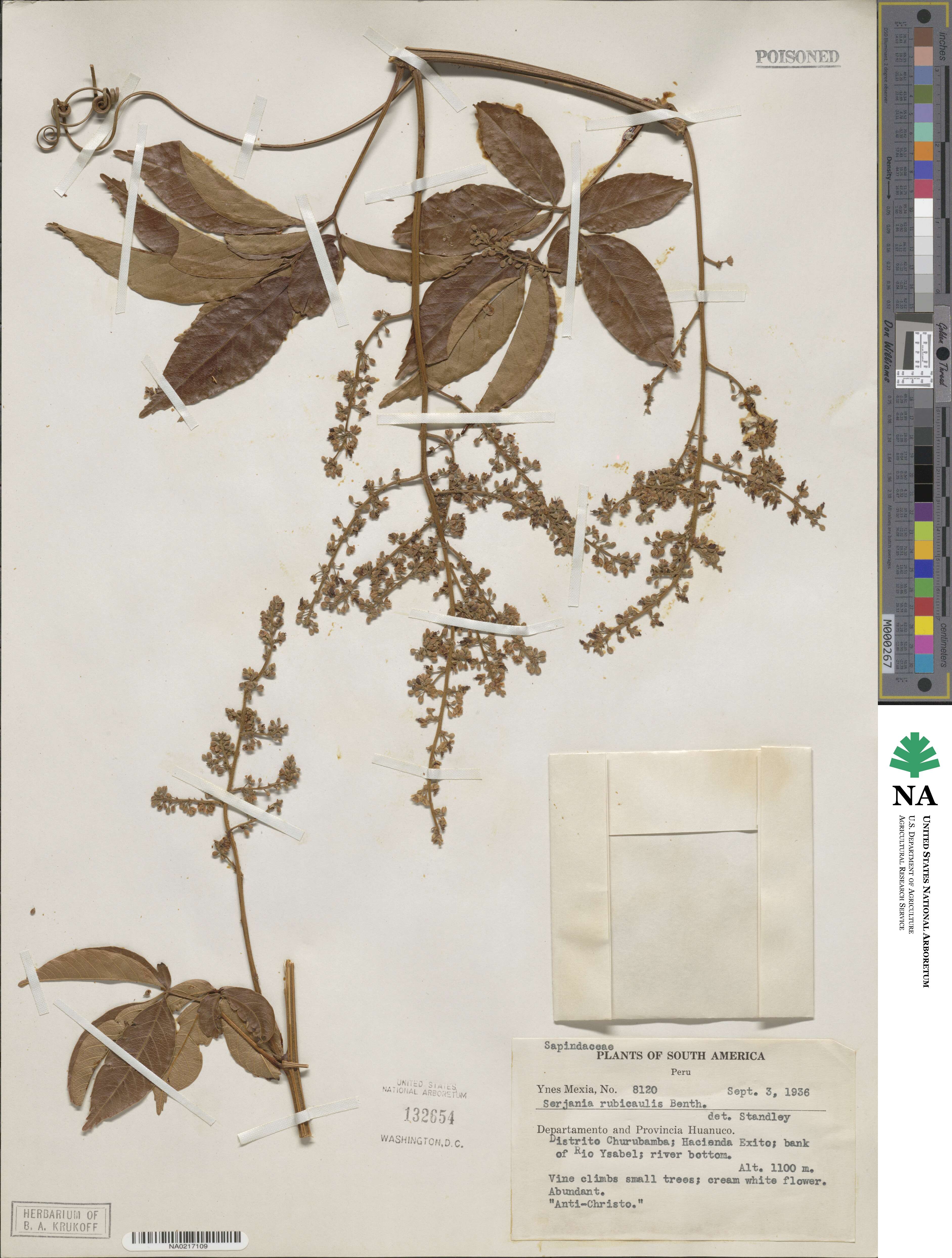 Serjania rubicaulis image