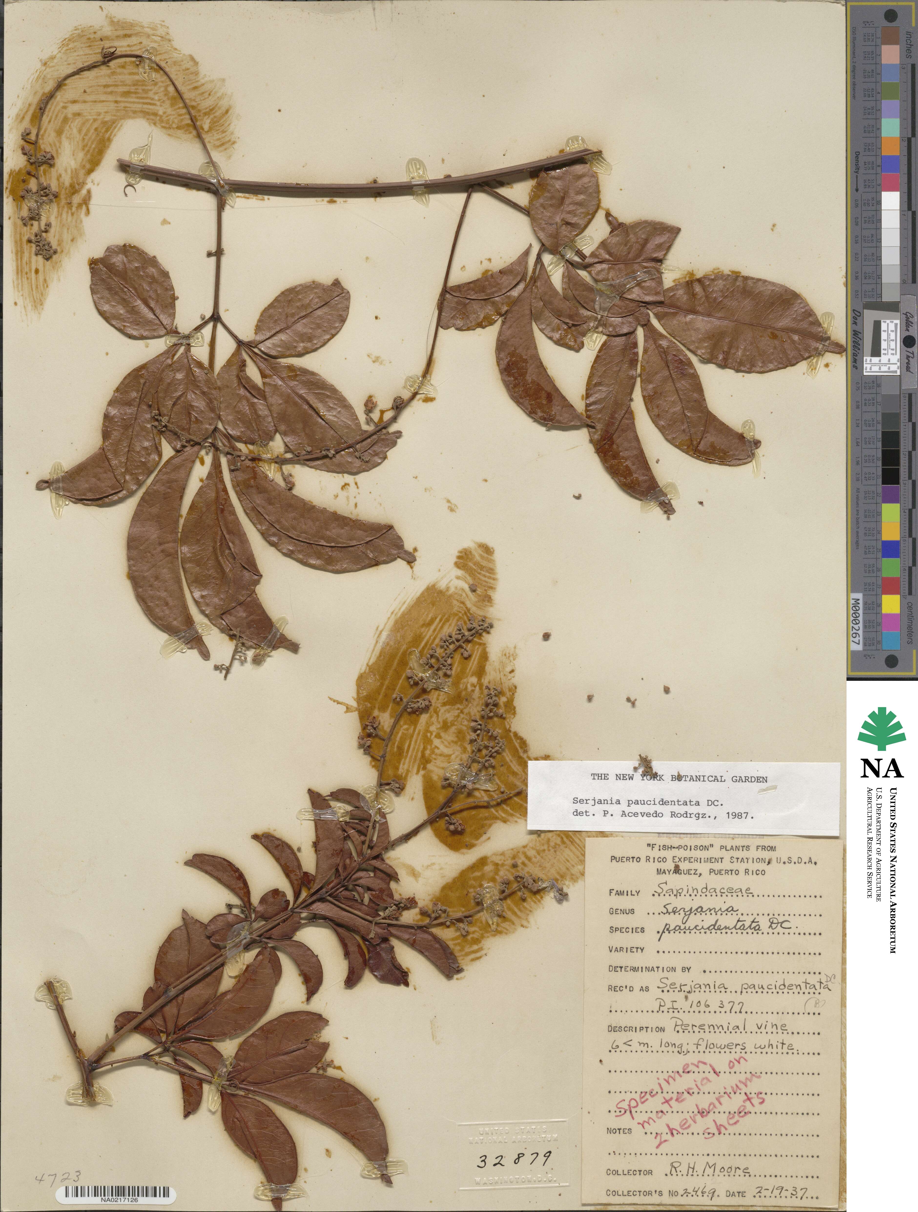 Serjania paucidentata image