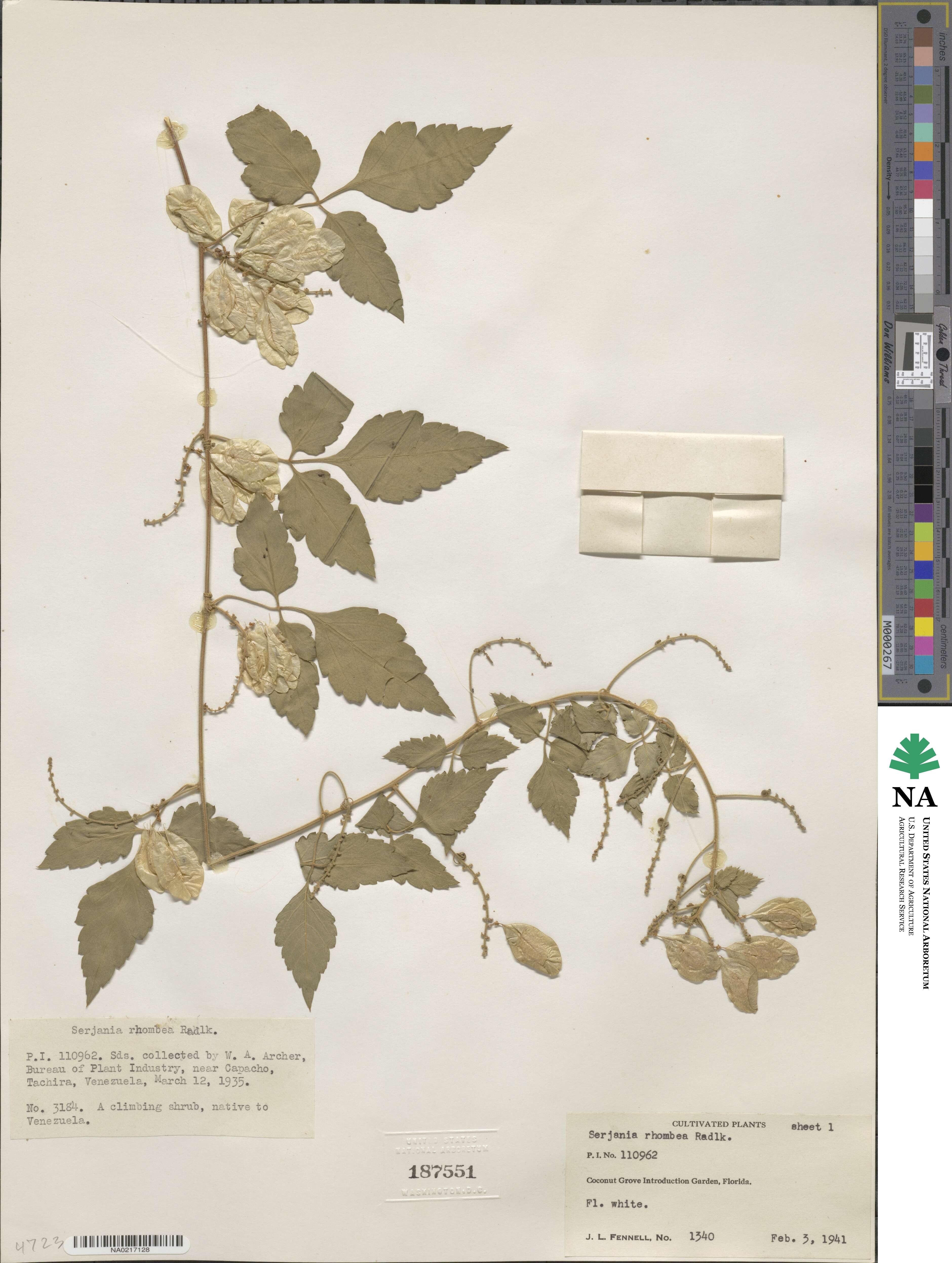 Serjania rhombea image
