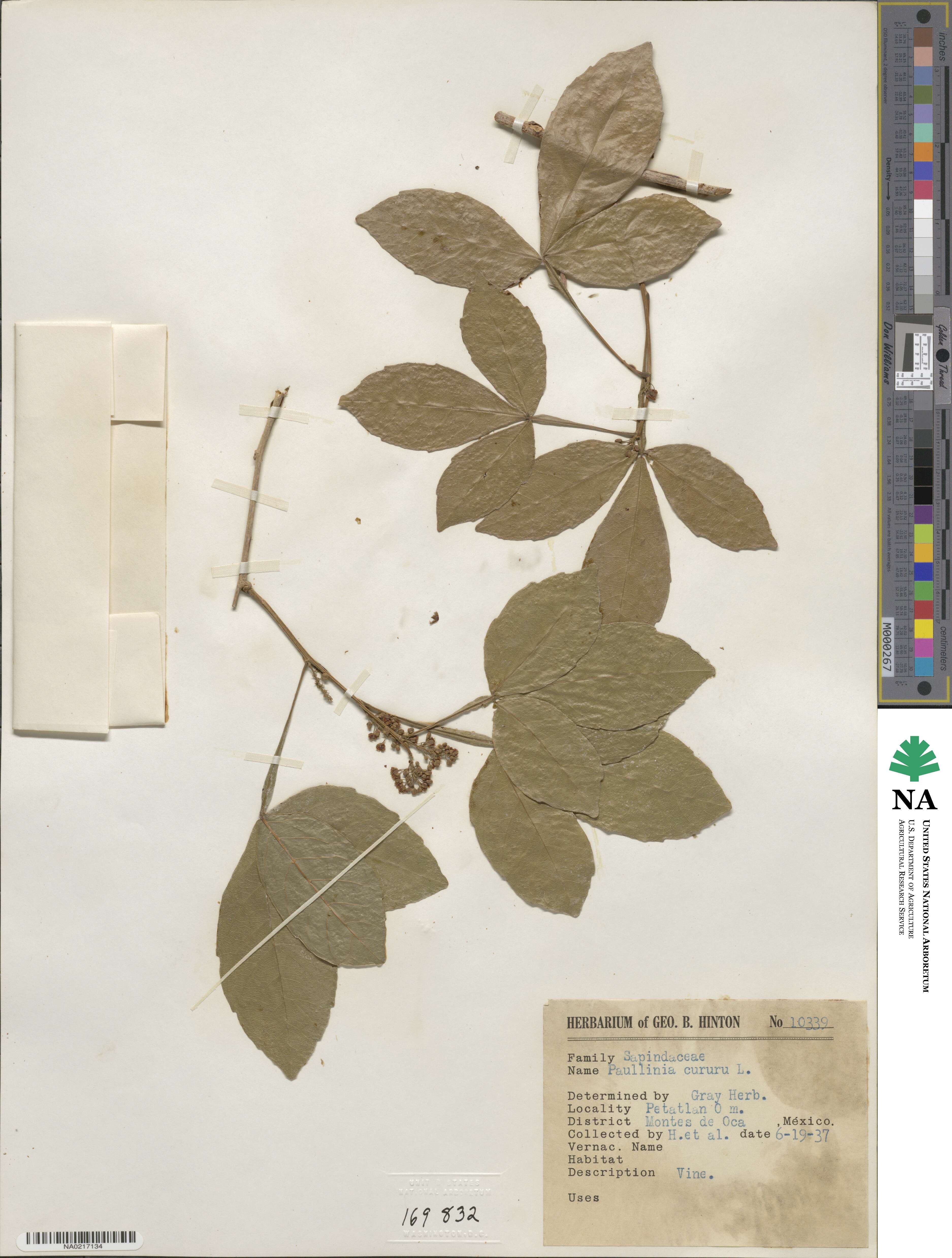 Paullinia cururu image