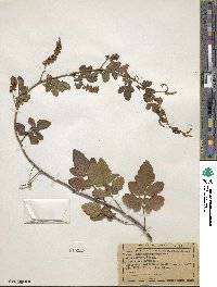 Paullinia fuscescens image