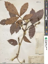 Paullinia pinnata image