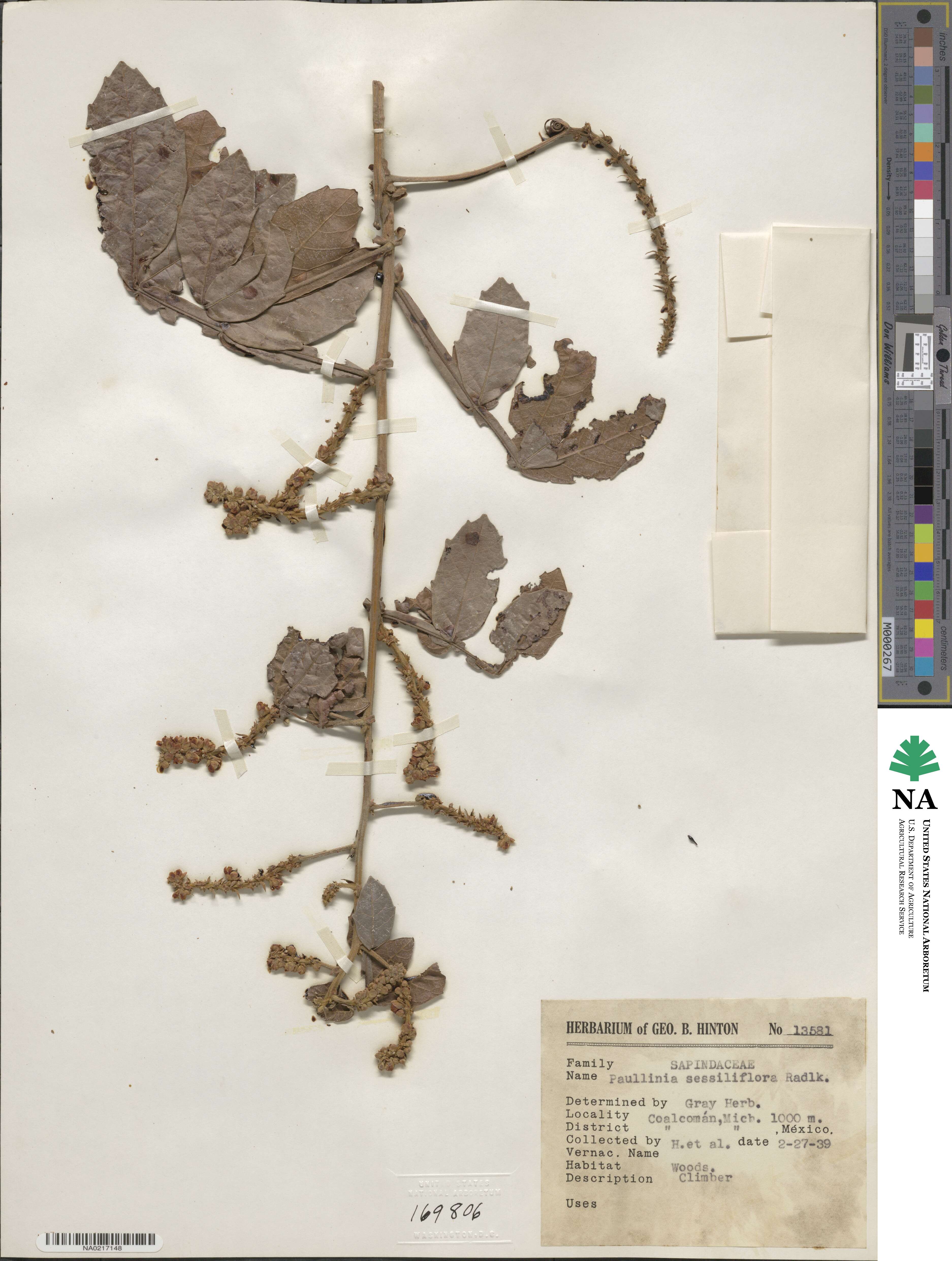 Paullinia sessiliflora image