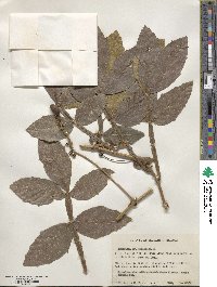 Paullinia sessiliflora image