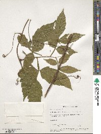 Paullinia pinnata image