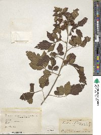 Paullinia fuscescens image