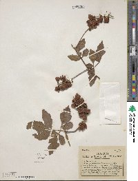 Paullinia fuscescens image