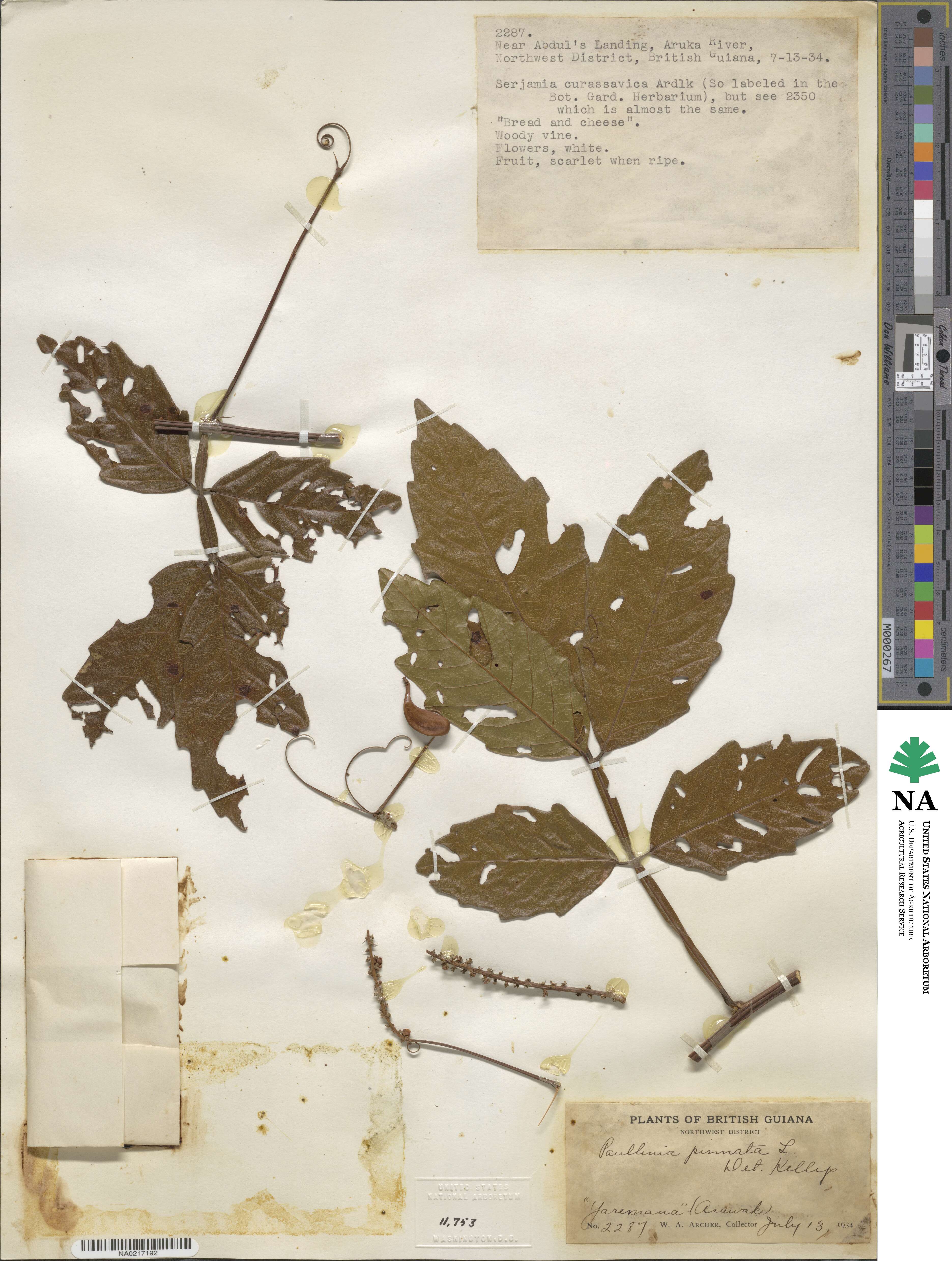 Paullinia pinnata image