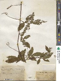 Paullinia pinnata image