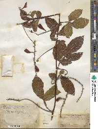 Paullinia pinnata image