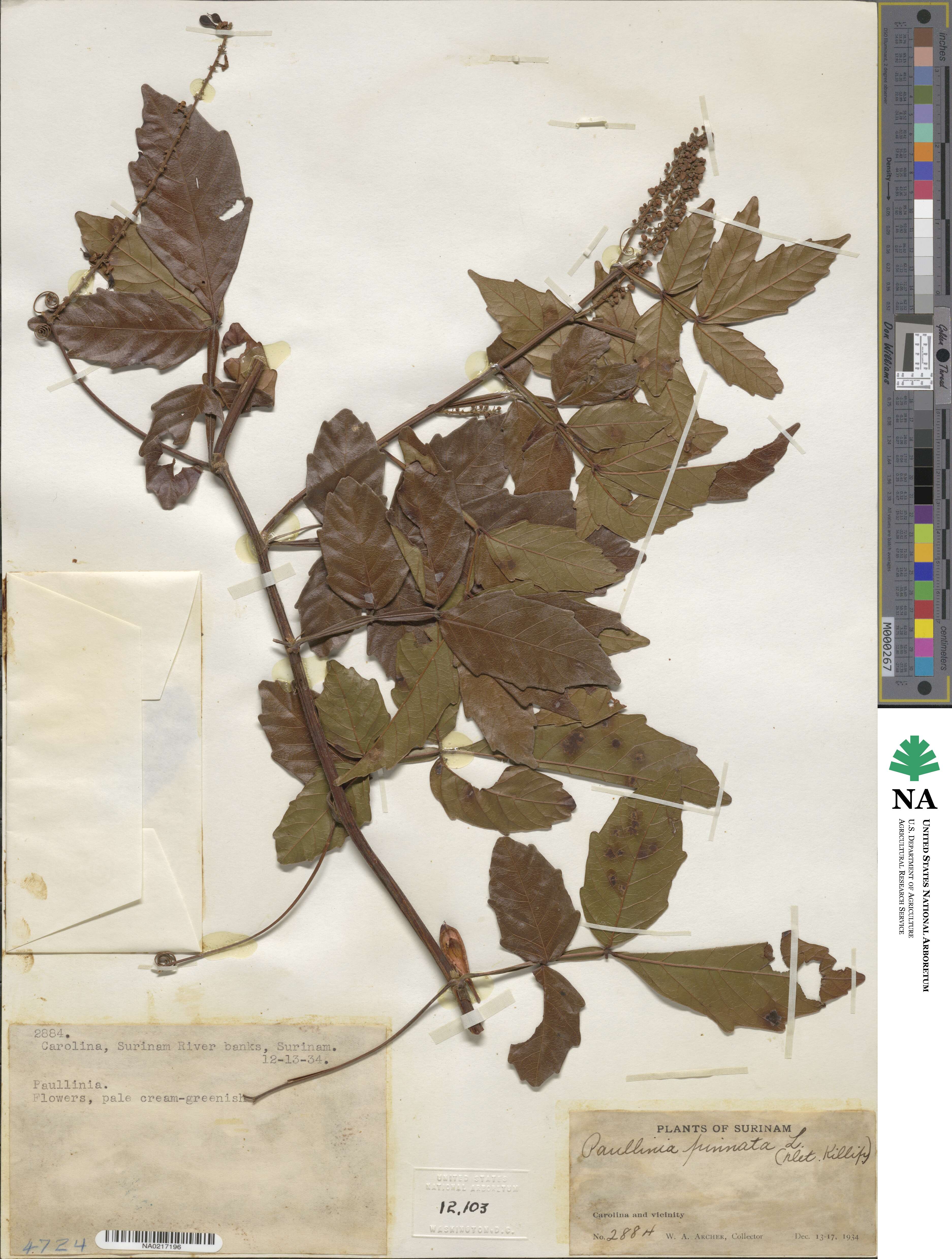 Paullinia pinnata image
