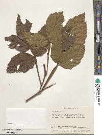 Paullinia pinnata image