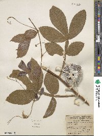 Paullinia eriocarpa image