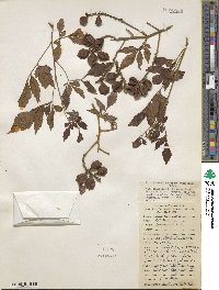 Paullinia fuscescens image