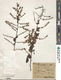 Urvillea ulmacea image