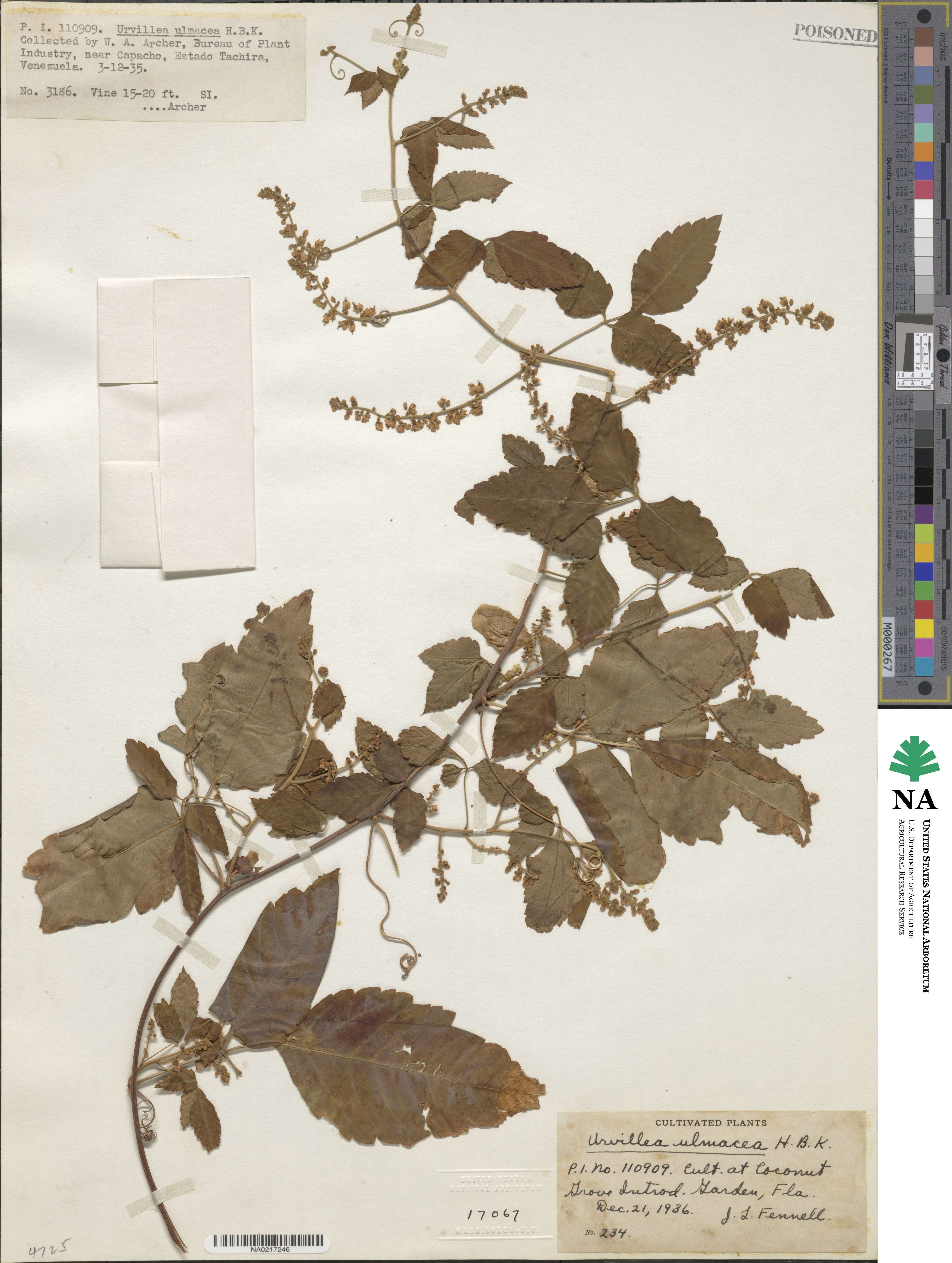Urvillea ulmacea image