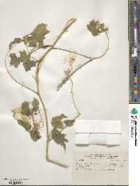 Cardiospermum grandiflorum image