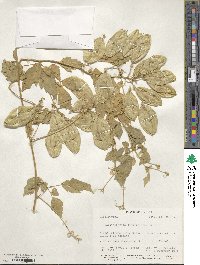 Cardiospermum grandiflorum image