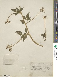 Cardiospermum grandiflorum image