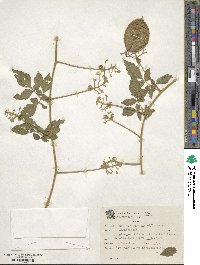 Cardiospermum grandiflorum image