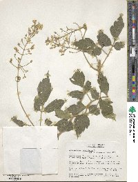 Cardiospermum grandiflorum image