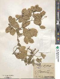 Urvillea pterocarpa image