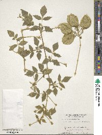 Cardiospermum grandiflorum image