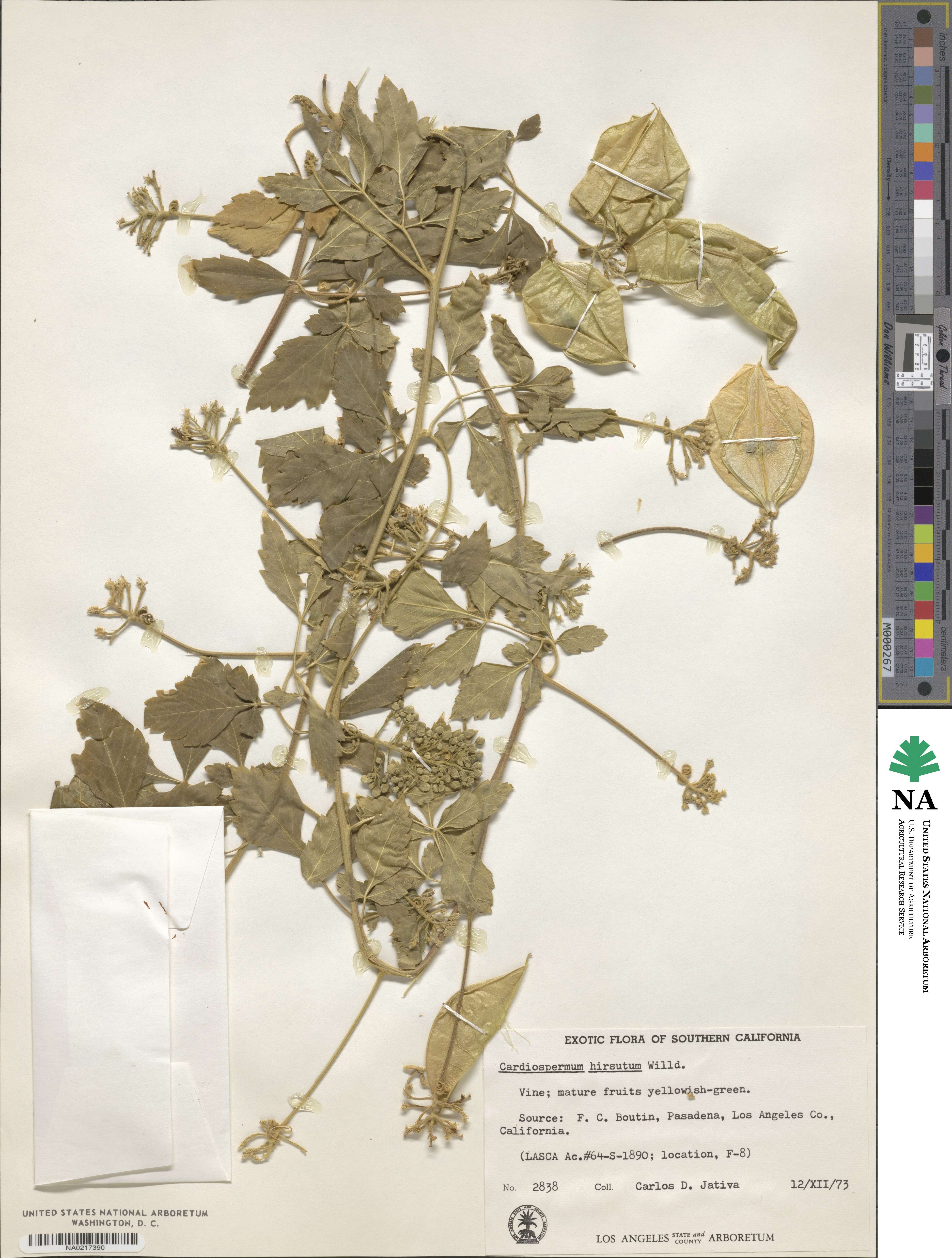 Cardiospermum grandiflorum image