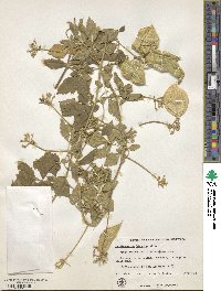 Cardiospermum grandiflorum image