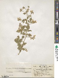 Cardiospermum grandiflorum image