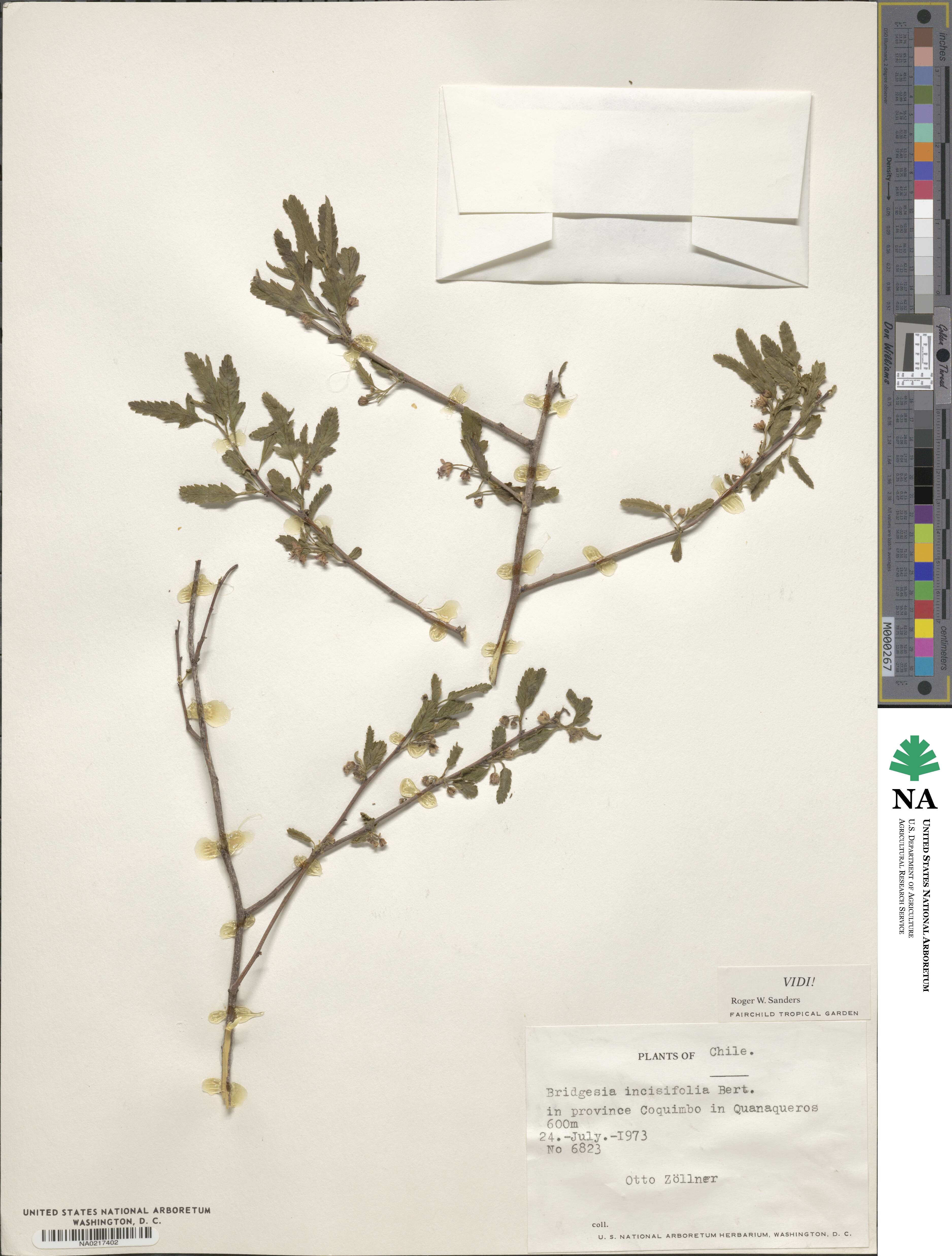 Bridgesia incisifolia image