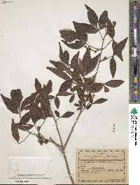 Image of Thouinia trifoliata