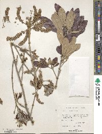 Thouinia discolor image