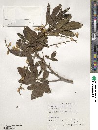 Image of Thouinia striata