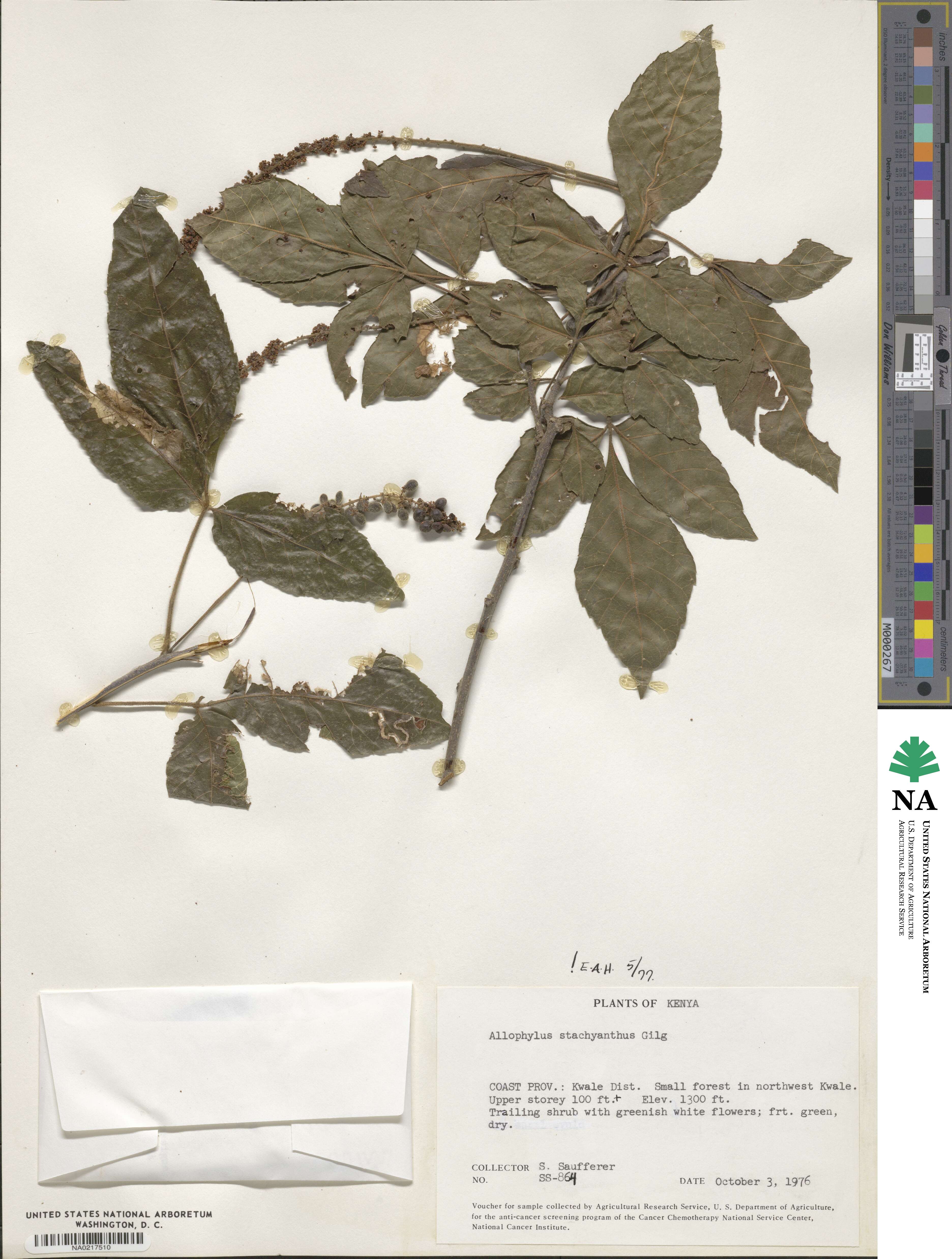 Allophylus rubifolius var. dasystachys image