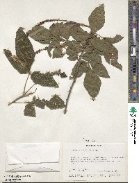 Allophylus rubifolius var. dasystachys image