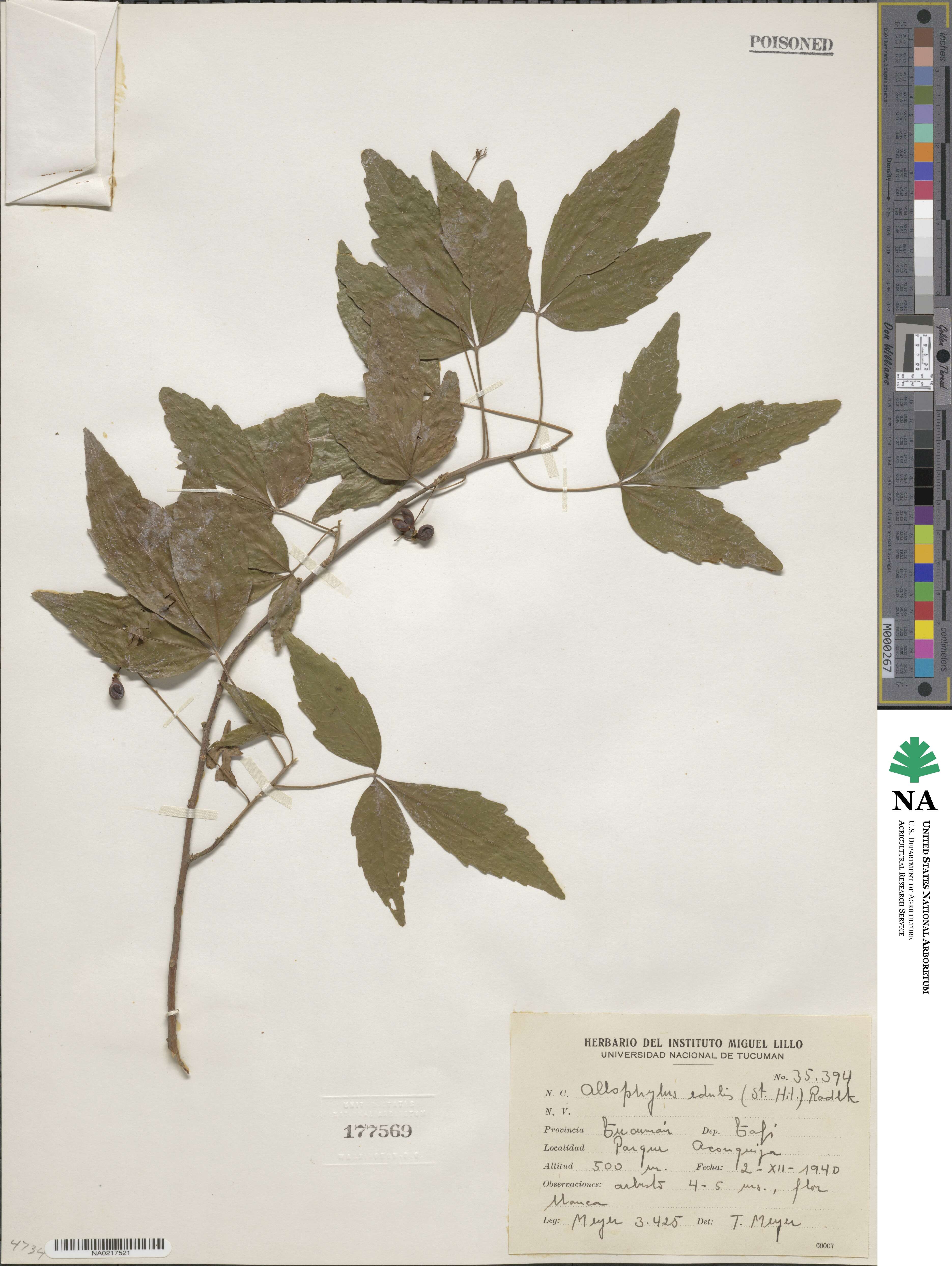 Allophylus edulis image