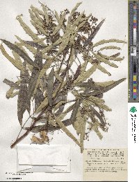 Atalaya hemiglauca image