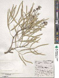 Atalaya hemiglauca image