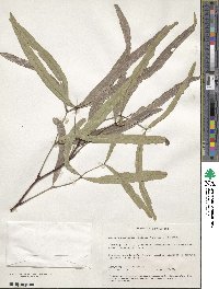 Atalaya hemiglauca image