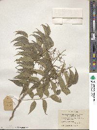 Sapindus saponaria subsp. drummondii image