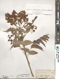 Sapindus saponaria subsp. drummondii image