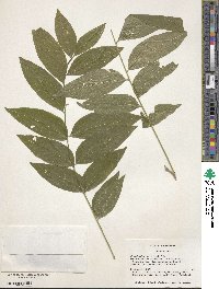 Sapindus saponaria image